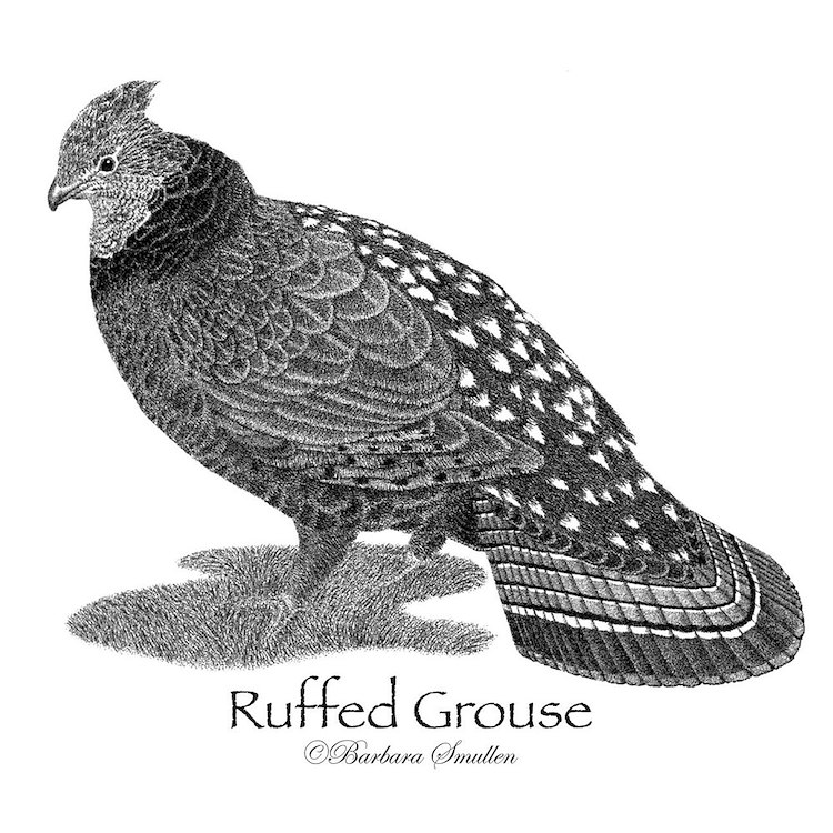 Ruffed grouse patches