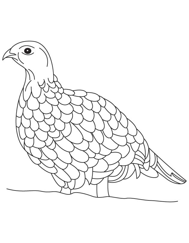Ruffed grouse coloring page download free ruffed grouse coloring page for kids best coloring pages