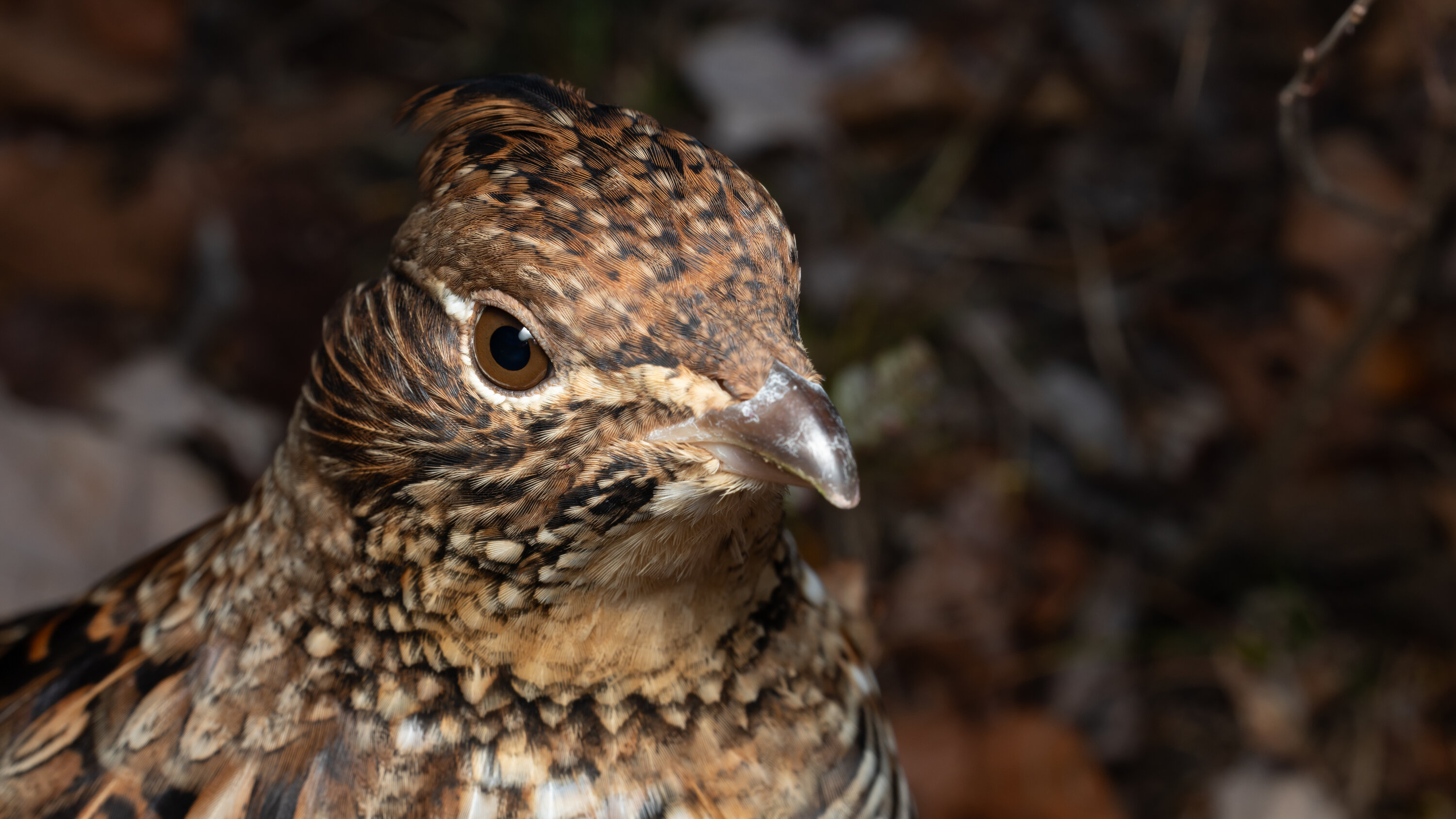 Why mister grouse is the friendliest bird in the forest