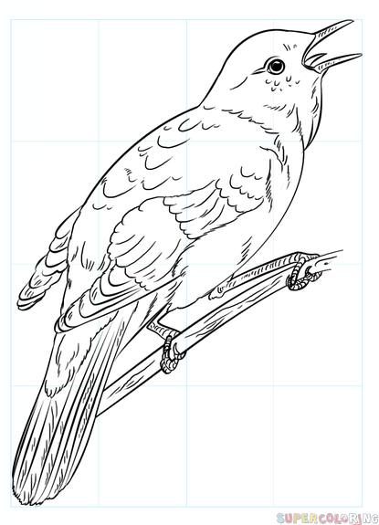 Cãmo dibujar un ruiseãor tutorial de dibujo paso a paso