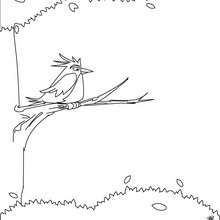 Colibri coloring pages