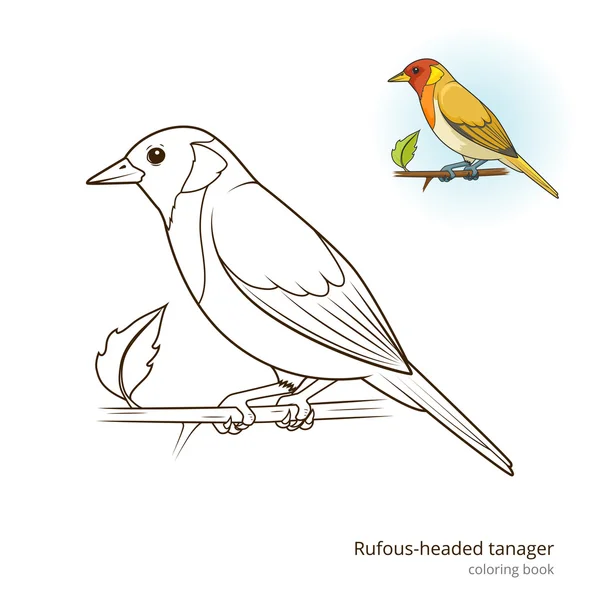 Pãjaro ruiseãor rojo aprender a dibujar vector vector de stock por alexanderpokusay