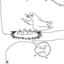 Carpenter bird coloring pages