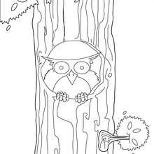 Colibri coloring pages