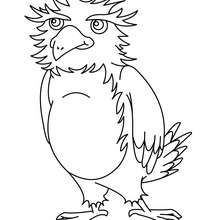 Bird coloring pages