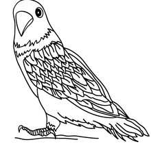 Bird coloring pages