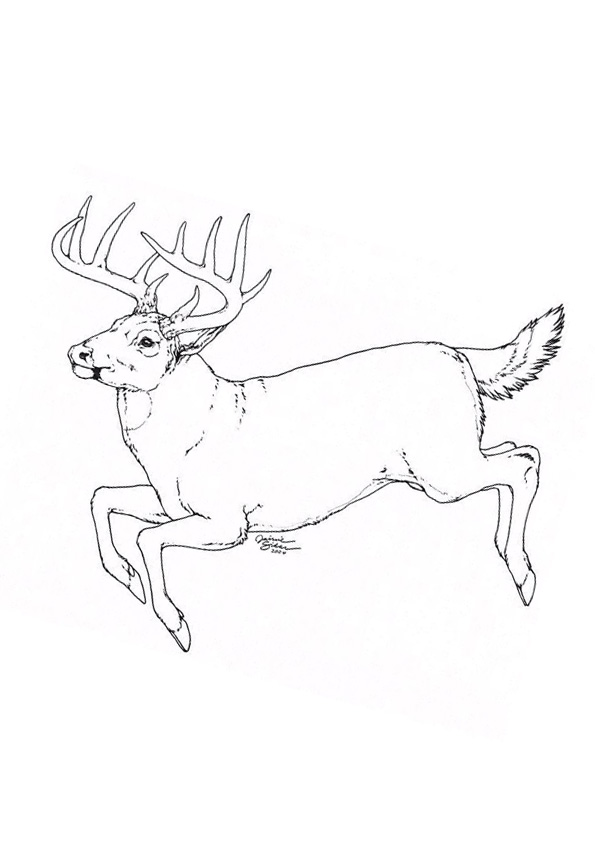 Coloring pages dear running coloring pages