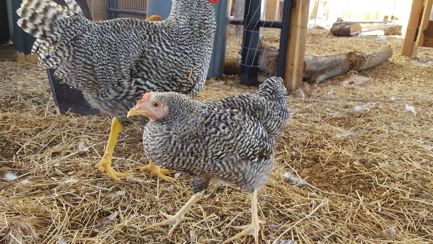 Runt chicken backyard chickens