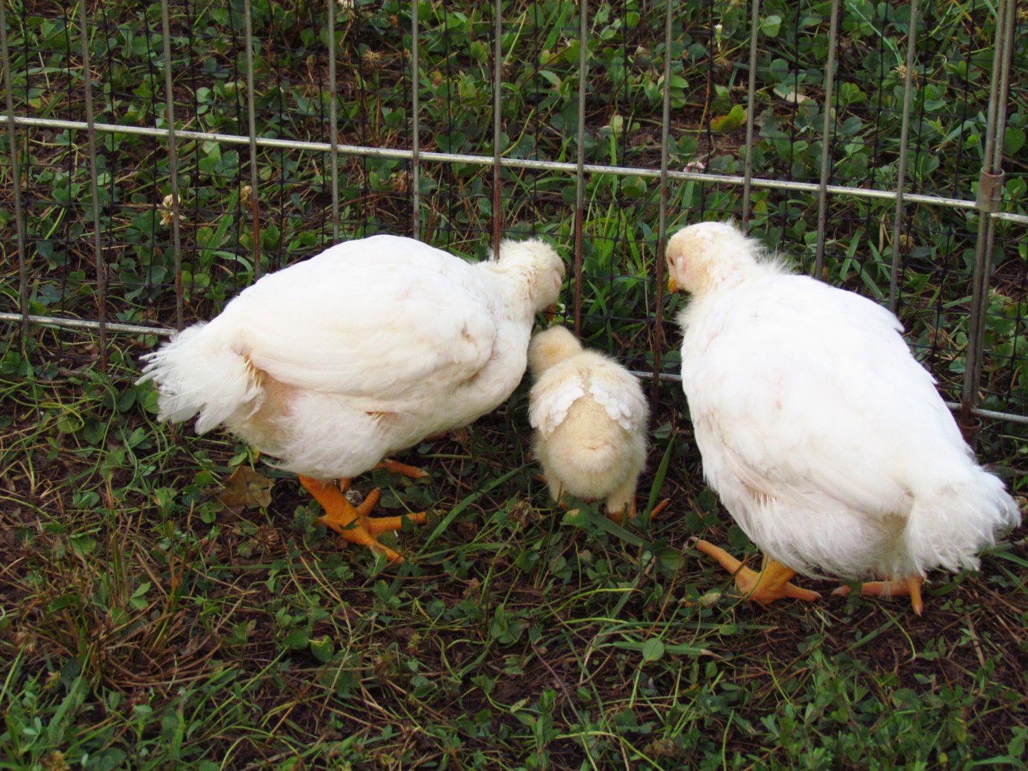 Broiler runt backyard chickens