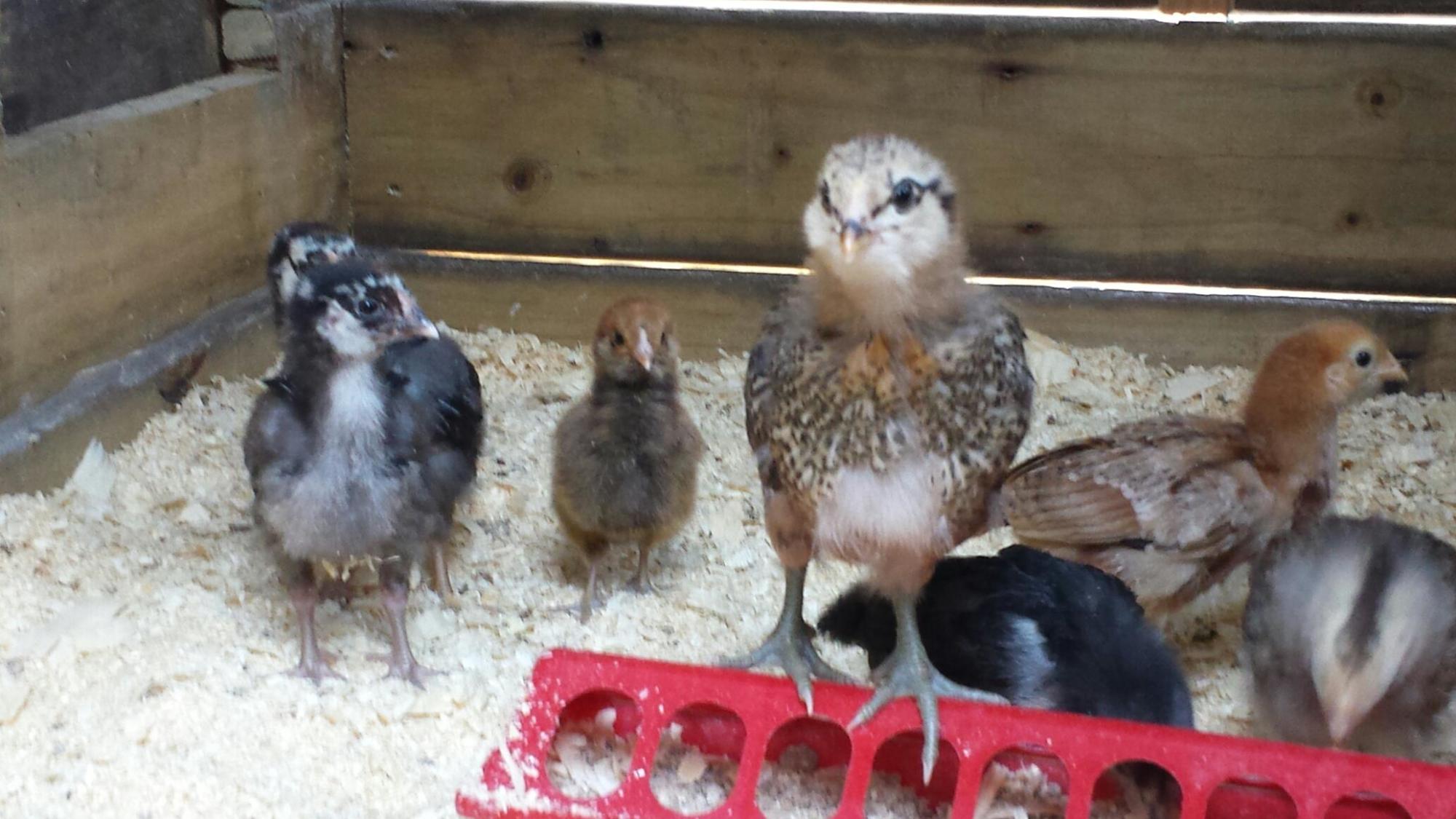 Runt chick slow grower or bantam backyard chickens