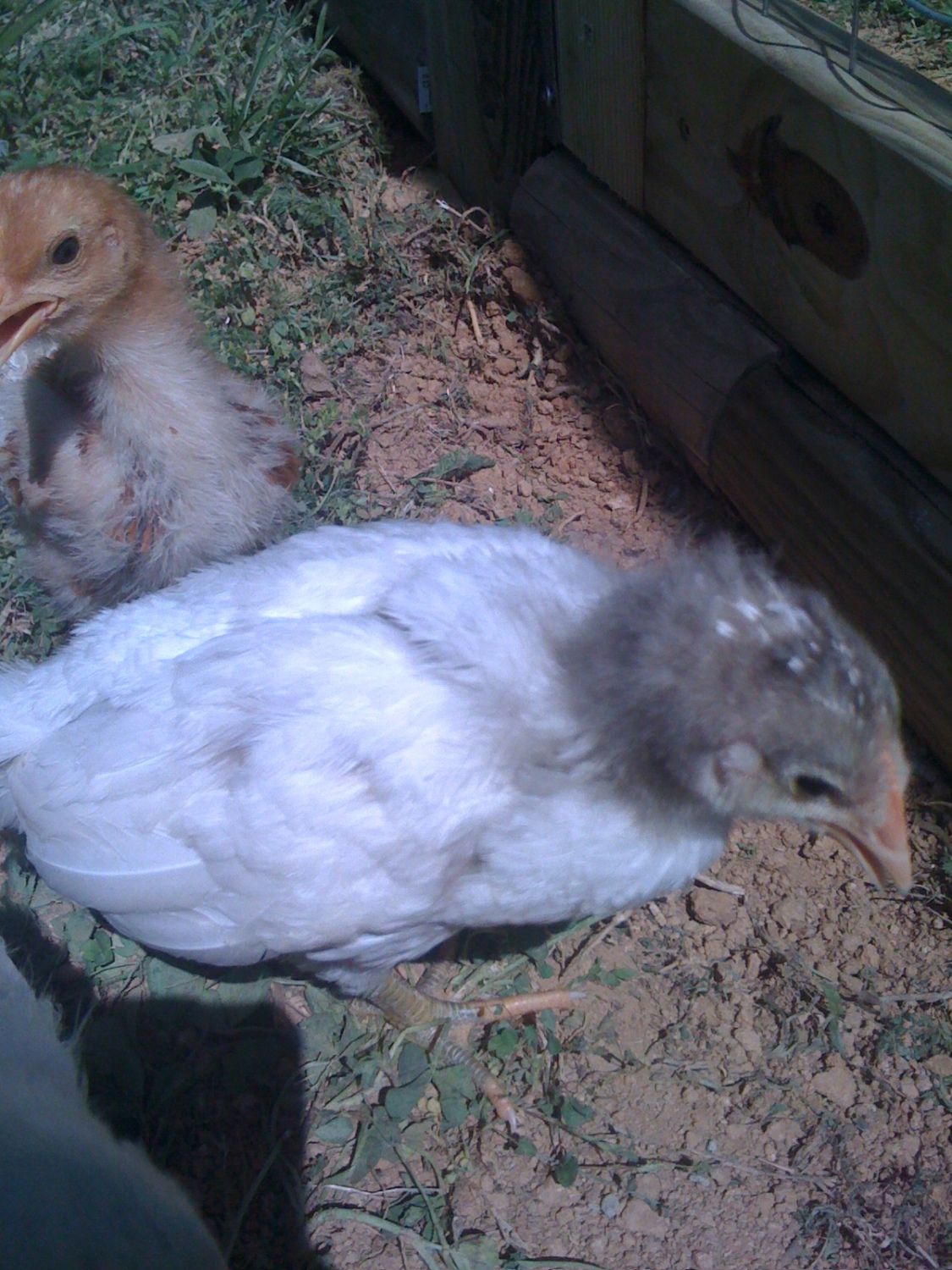 Runt chick backyard chickens