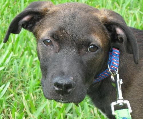 Runt the lab puppys web page