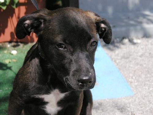 Runt the lab puppys web page