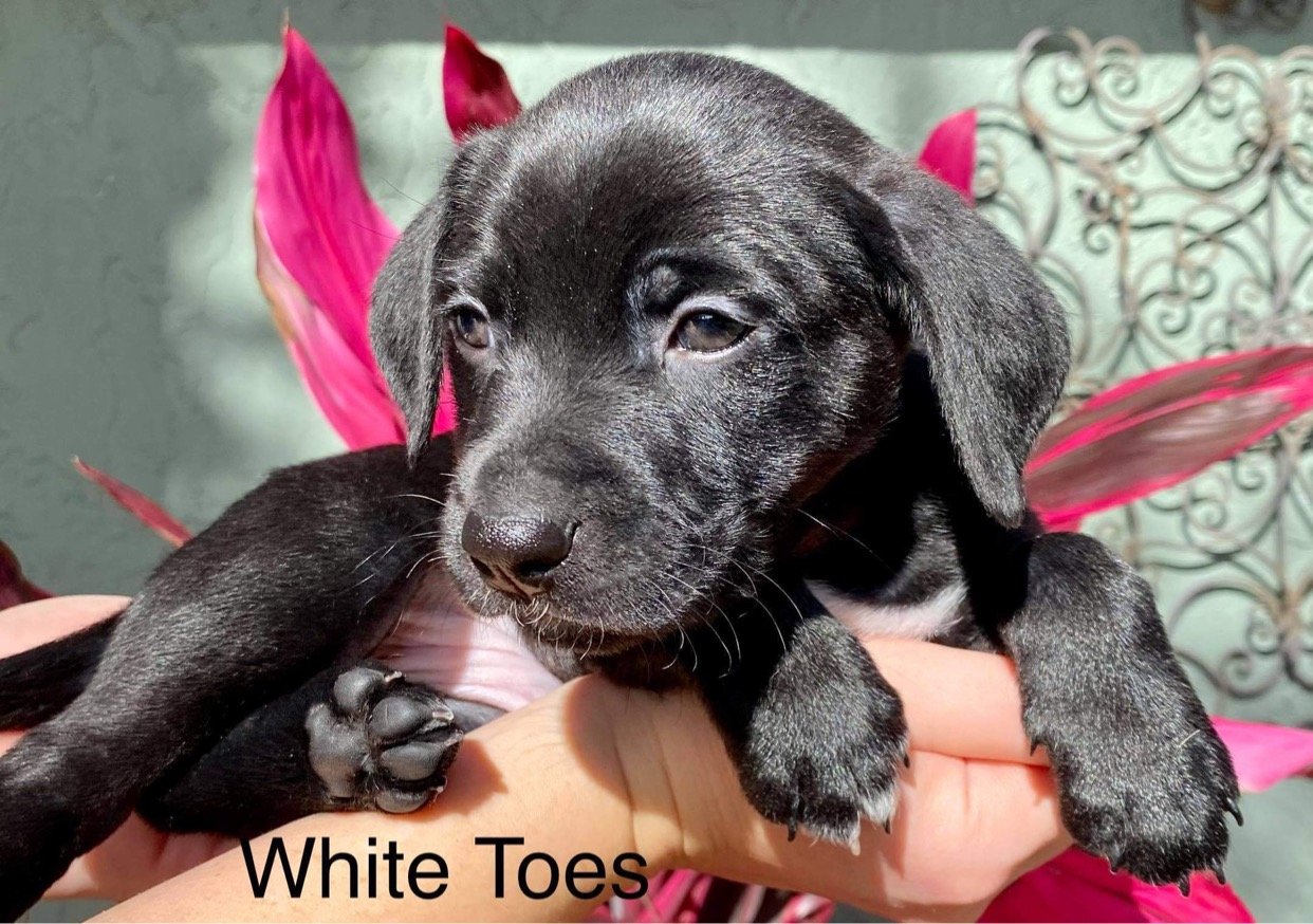 White toes web page