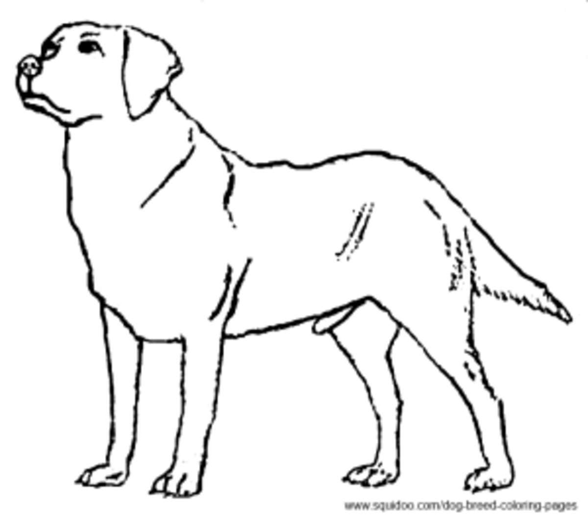 Dog breed coloring pages