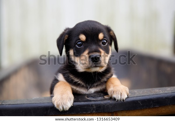 New runt border collie lab puppy stock photo