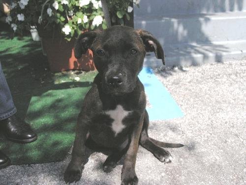 Runt the lab puppys web page