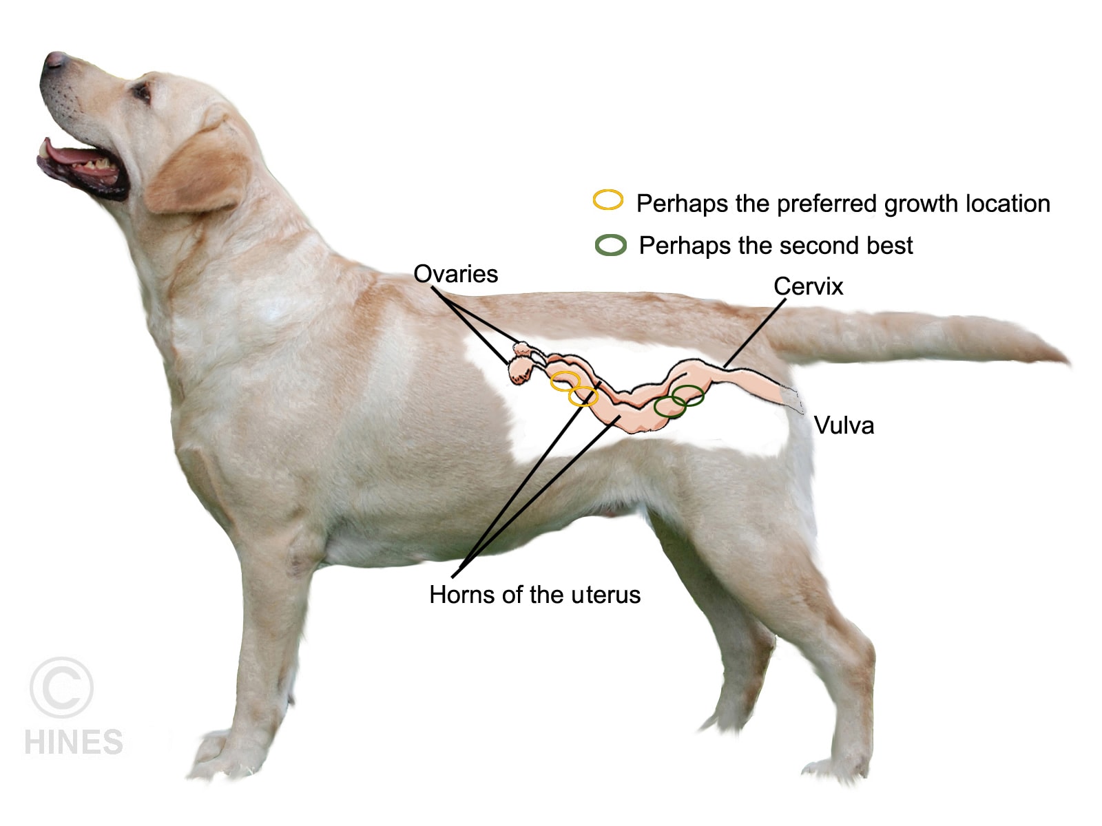 Why is my puppy or kitten a runt â ron hines â nd chance â the animal health website