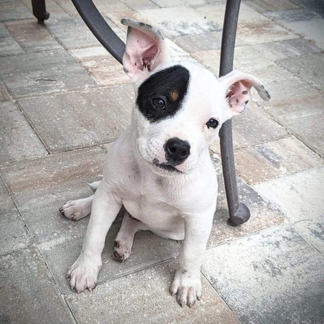Embark has been sent to the lab any guesses on this little guy while we wait hes the runt close to half the size of his siblings rdoggydna