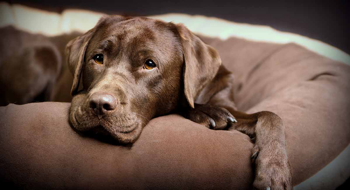 Labrador weight charts