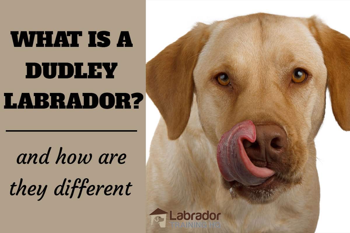 What is a dudley labrador and how are they different
