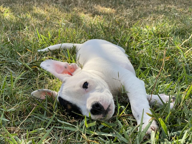 Embark has been sent to the lab any guesses on this little guy while we wait hes the runt close to half the size of his siblings rdoggydna