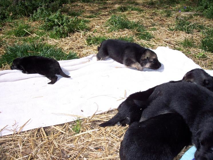 Help i have chosen the runt of litter german shepherds forum