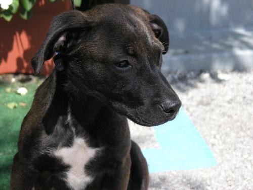 Runt the lab puppys web page
