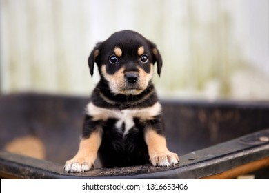 Runt litter images stock photos d objects vectors