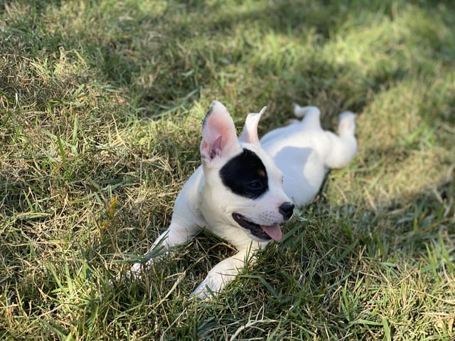 Embark has been sent to the lab any guesses on this little guy while we wait hes the runt close to half the size of his siblings rdoggydna