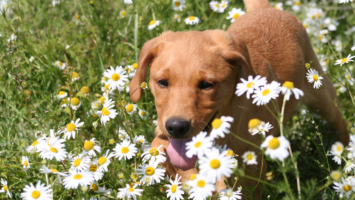 Red fox lab breed traits and characteristics