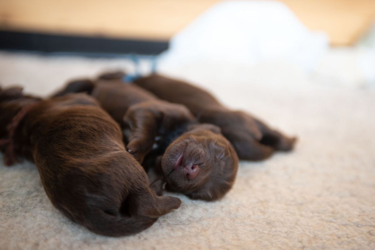 Interesting facts and myths about the runt of the litter