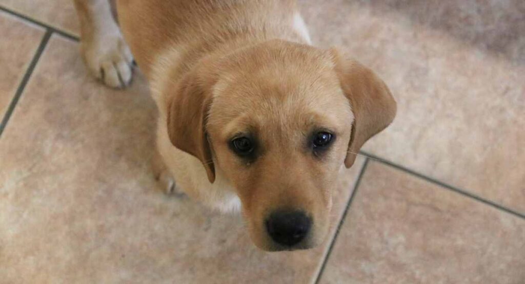 Red fox lab breed traits and characteristics