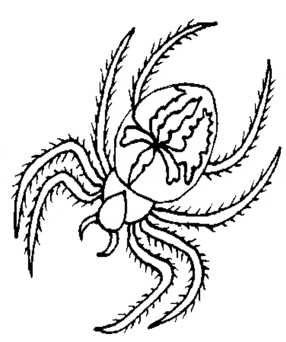 Spider coloring