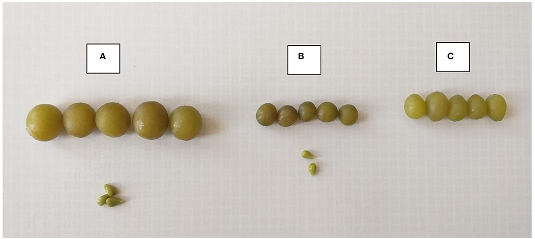 Frontiers characterization of unripe grapes vitis vinifera l and its use to obtain antioxidant phenolic compounds by green extraction