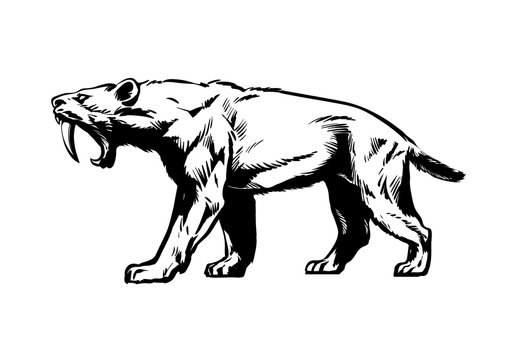 Saber tooth tiger images â browse photos vectors and video