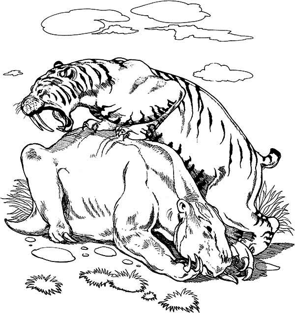 Free saber tooth tiger coloring pages download free saber tooth tiger coloring pages png images free cliparts on clipart library