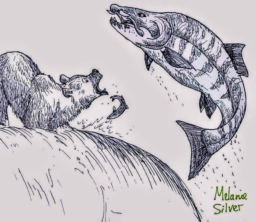 The sabertooth salmon oncorhynchus rastrosus grew up to feet long and weighted almost pounds living along the pacific coast until the early pilocene its teeth pointed outwards like a boar