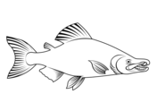 Salmon coloring pages free coloring pages
