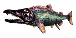 Sabertooth salmon