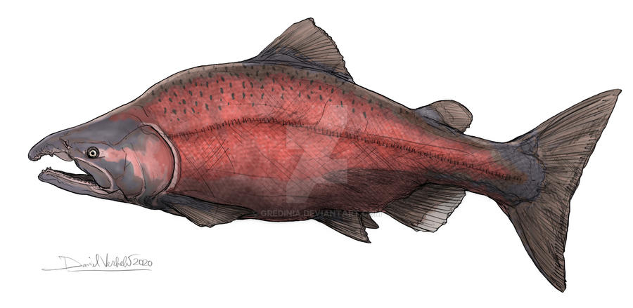 Sabertooth salmon by gredinia on