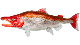 Sabertooth salmon