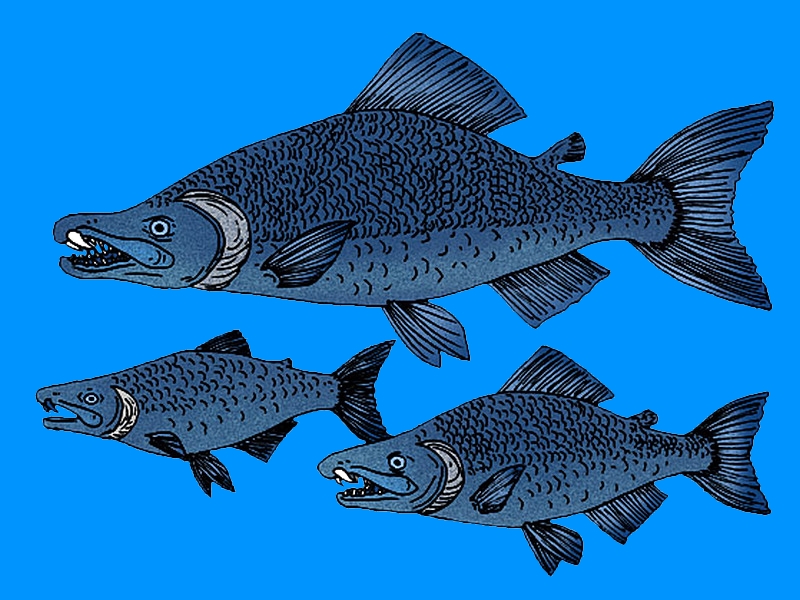 Fileoncorhynchus rastrosus jpg