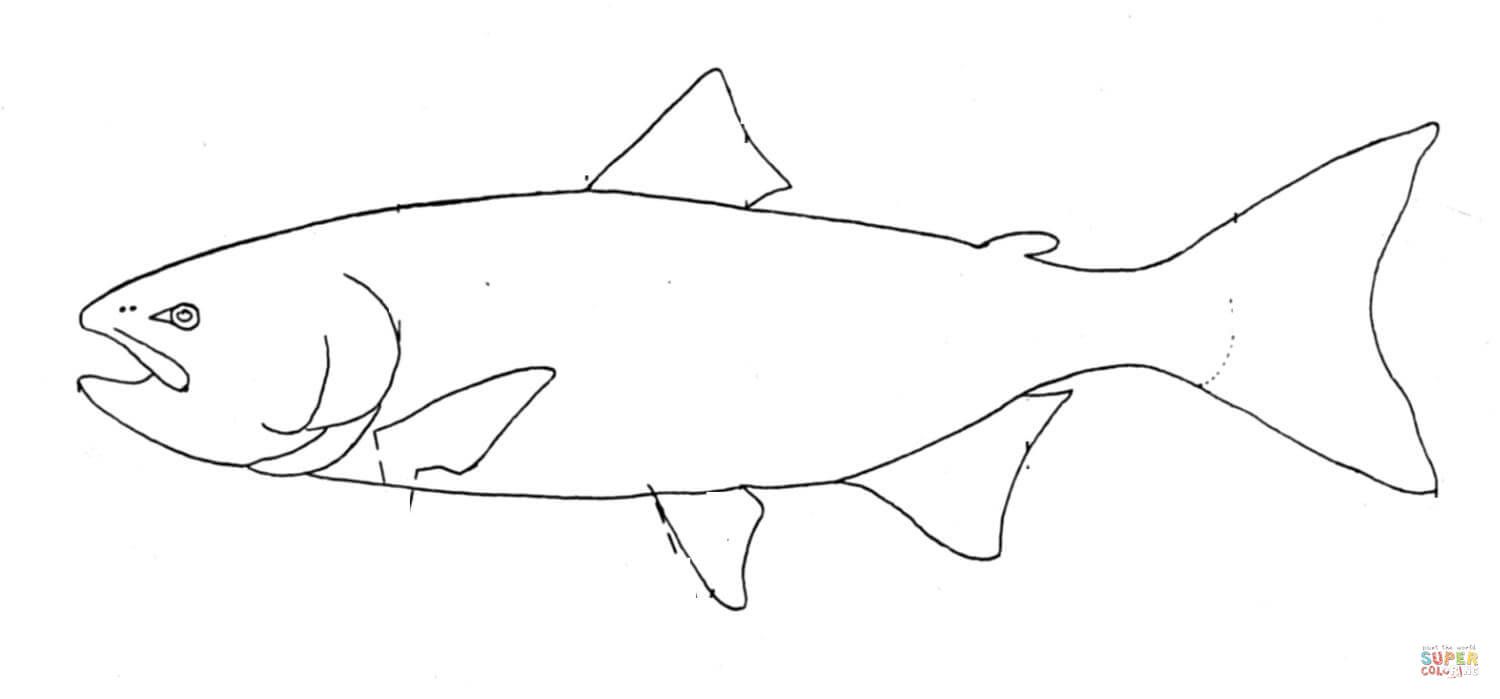 Salmon coloring page free printable coloring pages fish coloring page coloring pages fish outline