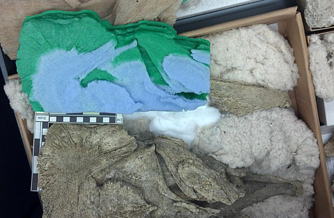 Uo paleontologist and librarian team up to create