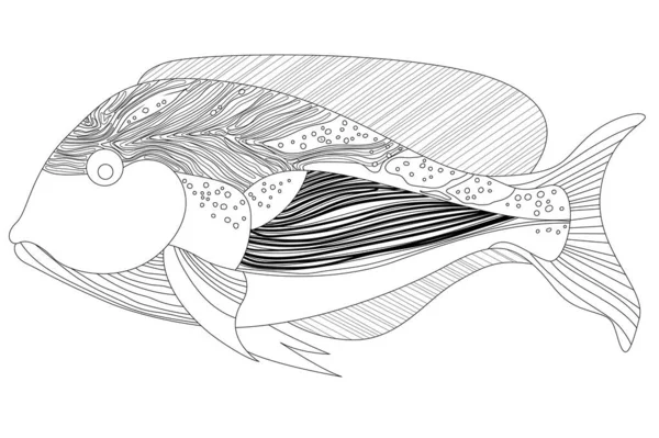 Fish internal vector images
