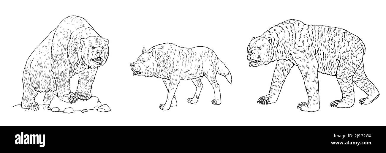 Prehistoric bear hi