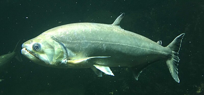 Sabertooth characin animal