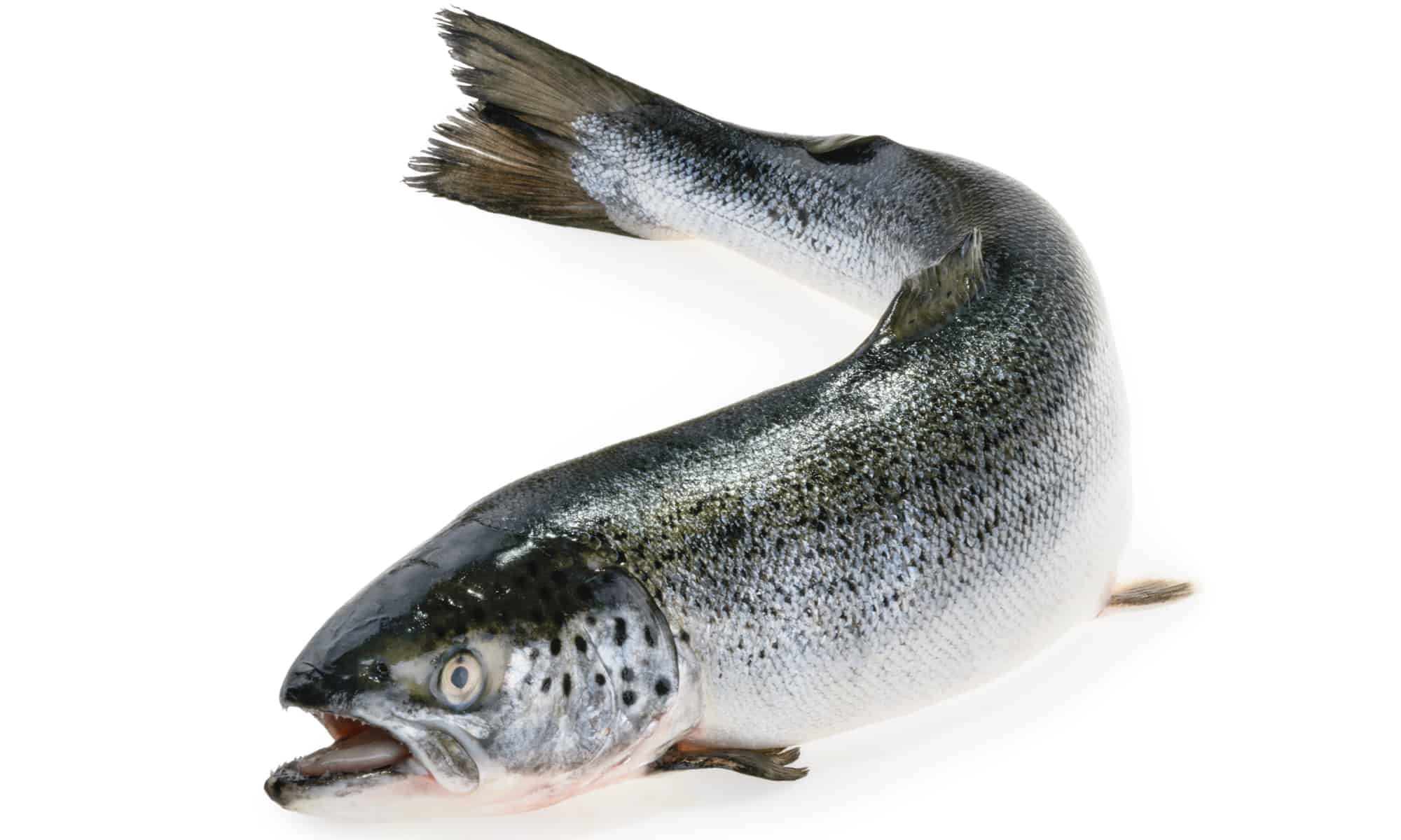 Incredible salmon facts