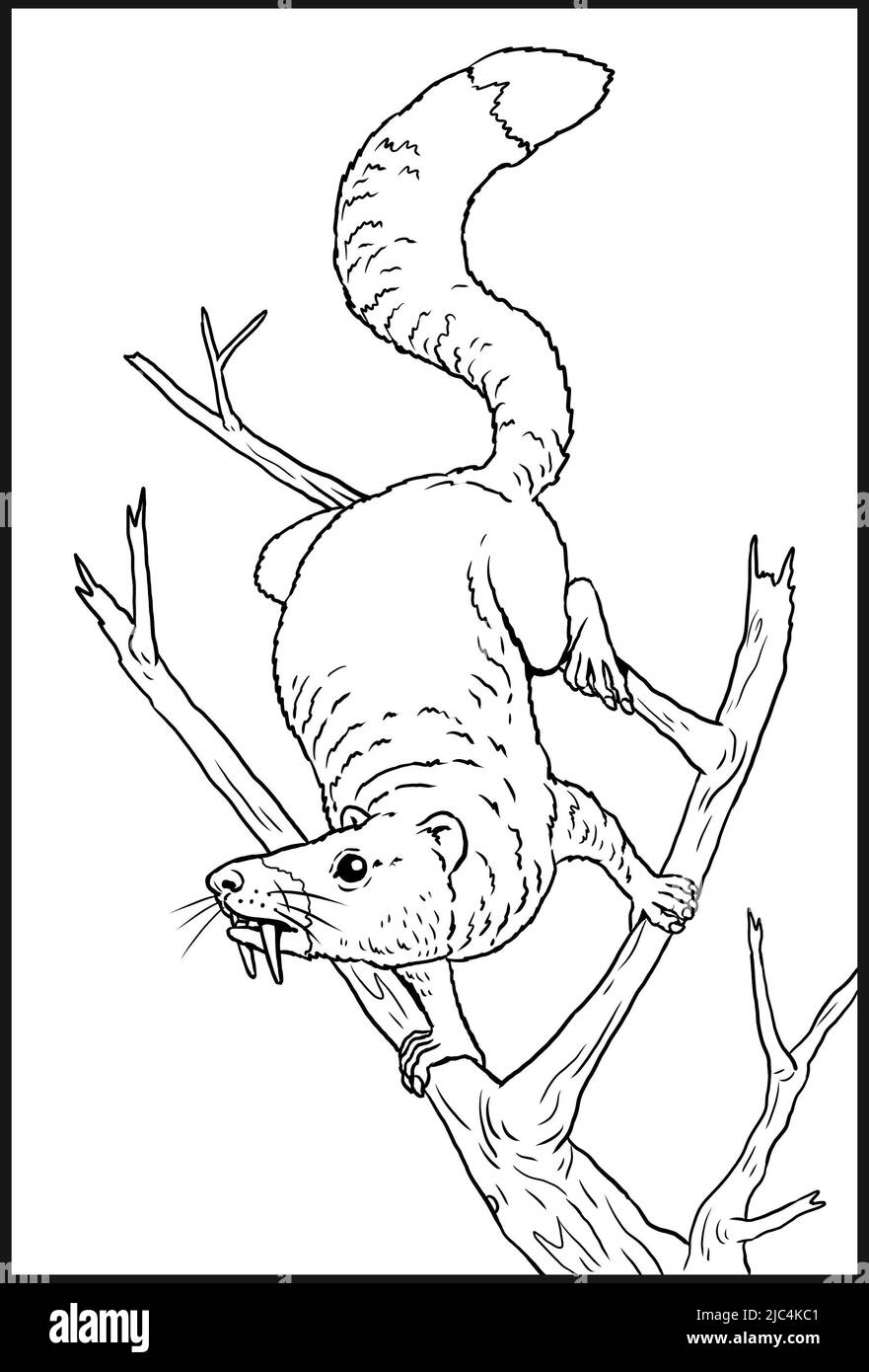 Drawing squirrel black and white stock photos images